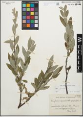 Foto von Salix glauca L.
